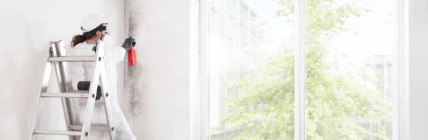 Environmental Consulting for Mold Prevention in Valmeyer, IL